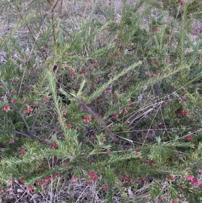 Grevillea rosmarinifolia subsp. rosmarinifolia (Rosemary Grevillea) at Hackett, ACT - 27 Jul 2023 by waltraud