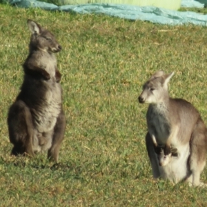 Osphranter robustus robustus at Booth, ACT - 27 Jul 2023 03:44 PM