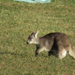 Osphranter robustus at Booth, ACT - 27 Jul 2023