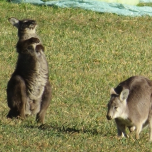 Osphranter robustus at Booth, ACT - 27 Jul 2023