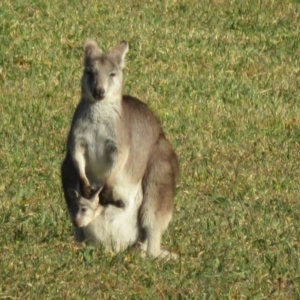 Osphranter robustus at Booth, ACT - 27 Jul 2023