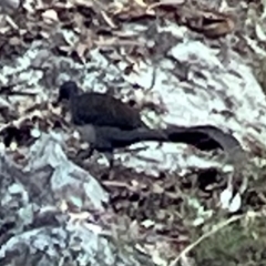 Menura novaehollandiae (Superb Lyrebird) at Isaacs Ridge - 26 Jul 2023 by Rabbits2014