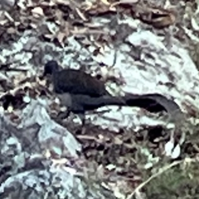 Menura novaehollandiae (Superb Lyrebird) at Isaacs, ACT - 27 Jul 2023 by Rabbits2014