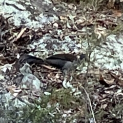 Menura novaehollandiae at Isaacs, ACT - 27 Jul 2023 09:10 AM