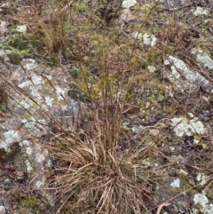 Cymbopogon refractus at Majura, ACT - 28 Jun 2023