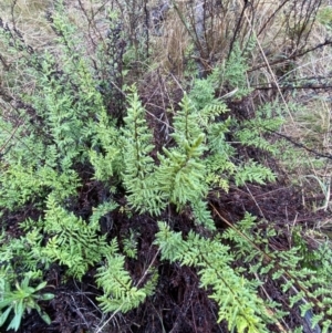 Cheilanthes sieberi subsp. sieberi at Majura, ACT - 28 Jun 2023