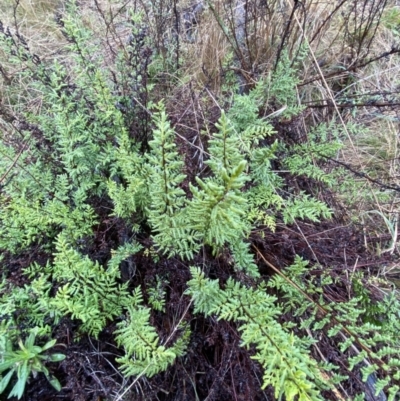 Cheilanthes sieberi subsp. sieberi (Narrow Rock Fern) at Mount Majura - 28 Jun 2023 by Tapirlord