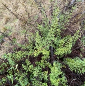 Cheilanthes sieberi subsp. sieberi at Majura, ACT - 28 Jun 2023