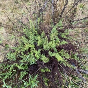 Cheilanthes sieberi subsp. sieberi at Majura, ACT - 28 Jun 2023