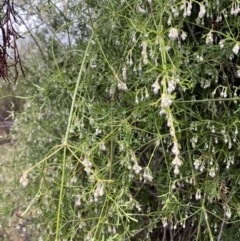 Clematis leptophylla (Small-leaf Clematis, Old Man's Beard) at Majura, ACT - 28 Jun 2023 by Tapirlord