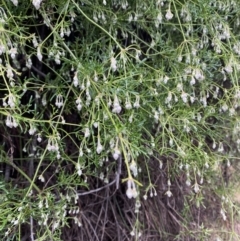 Clematis leptophylla at Majura, ACT - 28 Jun 2023 11:46 AM