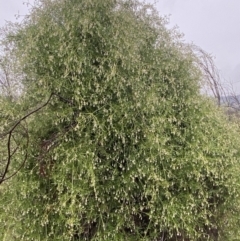 Clematis leptophylla at Majura, ACT - 28 Jun 2023