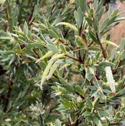 Styphelia triflora (Five-corners) at Majura, ACT - 28 Jun 2023 by Tapirlord