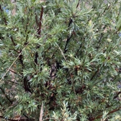 Styphelia triflora at Majura, ACT - 28 Jun 2023 11:44 AM