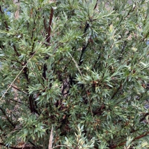 Styphelia triflora at Majura, ACT - 28 Jun 2023 11:44 AM