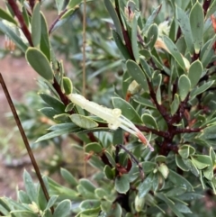 Styphelia triflora at Majura, ACT - 28 Jun 2023 11:44 AM