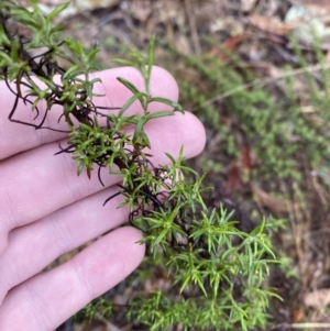 Chrysocephalum semipapposum at Majura, ACT - 28 Jun 2023