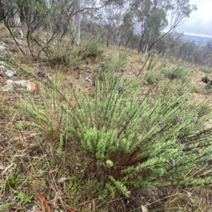 Chrysocephalum semipapposum at Majura, ACT - 28 Jun 2023