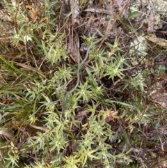 Thysanotus patersonii at Majura, ACT - 28 Jun 2023