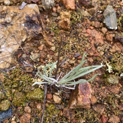 Leucochrysum albicans subsp. tricolor (Hoary Sunray) at Majura, ACT - 28 Jun 2023 by Tapirlord