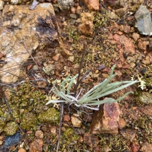 Leucochrysum albicans subsp. tricolor at Majura, ACT - 28 Jun 2023 10:51 AM