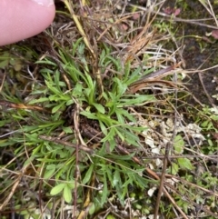 Vittadinia muelleri (Narrow-leafed New Holland Daisy) at Majura, ACT - 28 Jun 2023 by Tapirlord