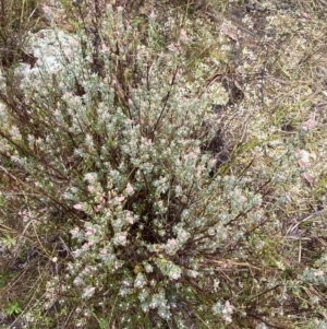 Brachyloma daphnoides at Majura, ACT - 28 Jun 2023 10:50 AM