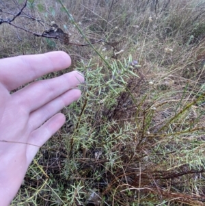 Daviesia genistifolia at Majura, ACT - 28 Jun 2023