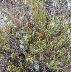 Pultenaea subspicata (Low Bush-pea) at Majura, ACT - 28 Jun 2023 by Tapirlord