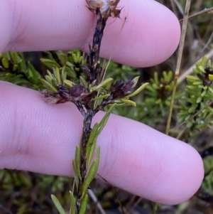 Pultenaea subspicata at Majura, ACT - 28 Jun 2023