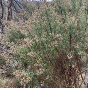 Cassinia quinquefaria at Majura, ACT - 28 Jun 2023 10:30 AM