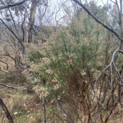 Cassinia quinquefaria at Majura, ACT - 28 Jun 2023