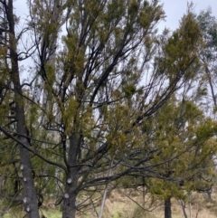 Exocarpos cupressiformis (Cherry Ballart) at Majura, ACT - 28 Jun 2023 by Tapirlord