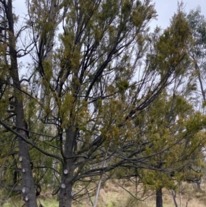 Exocarpos cupressiformis at Majura, ACT - 28 Jun 2023 10:30 AM