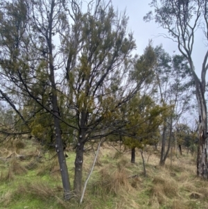 Exocarpos cupressiformis at Majura, ACT - 28 Jun 2023 10:30 AM