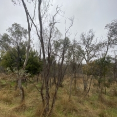 Eucalyptus blakelyi (Blakely's Red Gum) at Majura, ACT - 28 Jun 2023 by Tapirlord