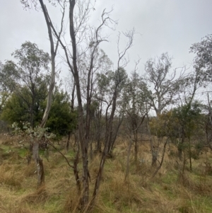 Eucalyptus blakelyi at Majura, ACT - 28 Jun 2023