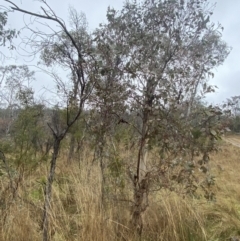 Eucalyptus blakelyi at Majura, ACT - 28 Jun 2023 10:28 AM