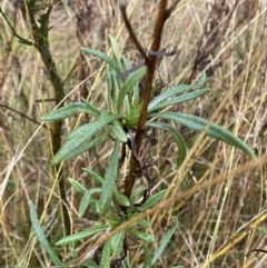 Xerochrysum viscosum (Sticky Everlasting) at Majura, ACT - 28 Jun 2023 by Tapirlord