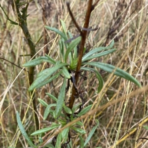 Xerochrysum viscosum at Majura, ACT - 28 Jun 2023 10:28 AM