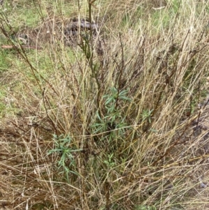 Xerochrysum viscosum at Majura, ACT - 28 Jun 2023