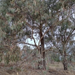 Eucalyptus nortonii (Mealy Bundy) at Tuggeranong, ACT - 28 Jul 2023 by LPadg