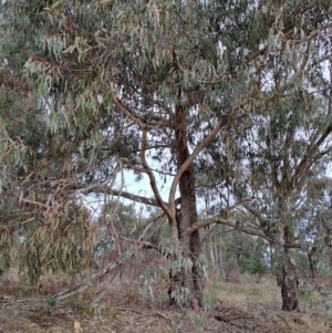 Eucalyptus nortonii at Tuggeranong, ACT - 28 Jul 2023