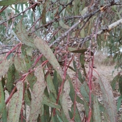 Eucalyptus nortonii at Tuggeranong, ACT - 28 Jul 2023 09:53 AM