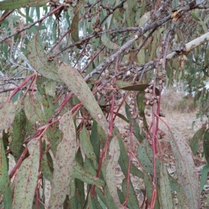 Eucalyptus nortonii at Tuggeranong, ACT - 28 Jul 2023 09:53 AM