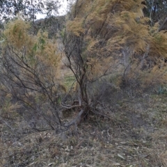 Cassinia sifton (Sifton Bush, Chinese Shrub) at Tuggeranong, ACT - 27 Jul 2023 by LPadg