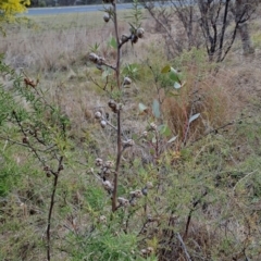 Leptospermum continentale (Prickly Teatree) at Tuggeranong, ACT - 27 Jul 2023 by LPadg