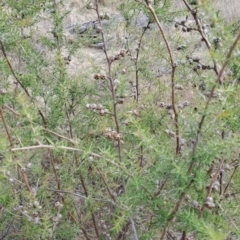 Leptospermum continentale at Tuggeranong, ACT - 28 Jul 2023