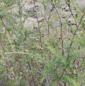 Leptospermum continentale at Tuggeranong, ACT - 28 Jul 2023