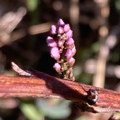 Indigofera australis subsp. australis (Australian Indigo) at Jervis Bay, JBT - 25 Jul 2023 by AnneG1